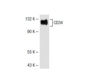 CD34 Antibody (43A1) - Western Blotting - Image 41669 