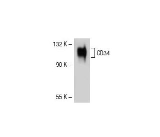 CD34 Antibody (B-6) - Western Blotting - Image 41675 