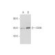 CD34 Antibody (CBR-E8) - Western Blotting - Image 334139