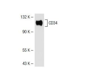 CD34 Antibody (D-6) - Western Blotting - Image 41671 