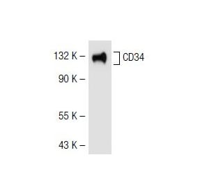 CD34 Antibody (ICO115) - Western Blotting - Image 41666 