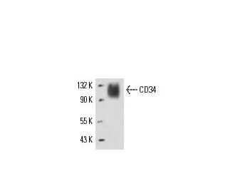 CD34 Antibody (MEC 14.7) - Western Blotting - Image 17221 