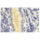CD34 Antibody (TUK3) - Immunohistochemistry - Image 11439 