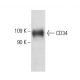 CD34 Antibody (TUK3) - Western Blotting - Image 4800 