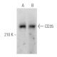 CD35 Antibody (H-2) - Western Blotting - Image 355504 
