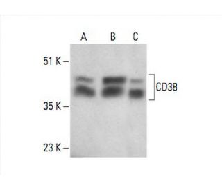 CD38 Antibody (AT1) - Western Blotting - Image 393100 