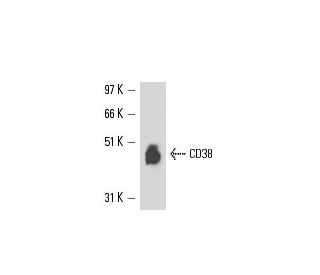 CD38 Antibody (AT13/5) - Western Blotting - Image 16361 