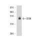 CD38 Antibody (T16) - Western Blotting - Image 17158 