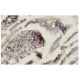 CD39L2 Antibody (SS05) - Immunohistochemistry - Image 35955