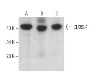 CD39L4 Antibody (C-6) - Western Blotting - Image 373981 