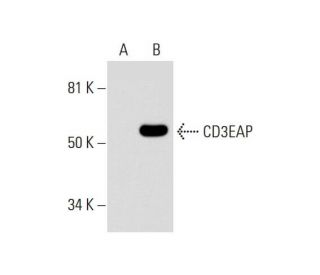 CD3EAP Antibody (A-3) - Western Blotting - Image 294459