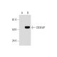 CD3EAP Antibody (A-3) - Western Blotting - Image 294459
