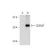 CD3EAP Antibody (A-4) - Western Blotting - Image 292079