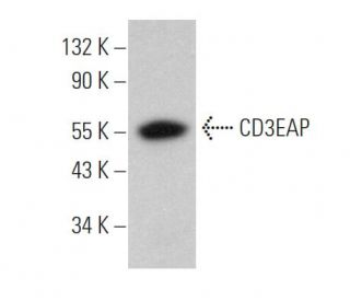 CD3EAP Antibody (A-4) - Western Blotting - Image 372446 