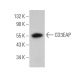 CD3EAP Antibody (A-4) - Western Blotting - Image 372446 