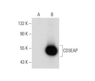 CD3EAP Antibody (A-9) - Western Blotting - Image 298572 