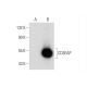 CD3EAP Antibody (A-9) - Western Blotting - Image 298572 