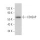 CD3EAP Antibody (A-9) - Western Blotting - Image 372445