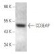 CD3EAP Antibody (A-9) - Western Blotting - Image 374928 