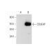 CD3EAP Antibody (B-2) - Western Blotting - Image 304970