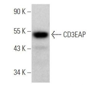 CD3EAP Antibody (B-2) - Western Blotting - Image 374931 