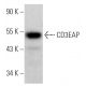 CD3EAP Antibody (B-2) - Western Blotting - Image 374931 