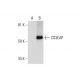 CD3EAP Antibody (B-7) - Western Blotting - Image 294086
