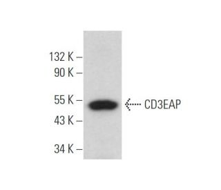 CD3EAP Antibody (B-7) - Western Blotting - Image 372443 