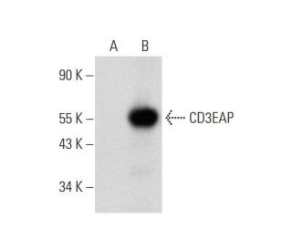 CD3EAP Antibody (G-5) - Western Blotting - Image 298588 