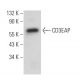 CD3EAP Antibody (G-5) - Western Blotting - Image 372444