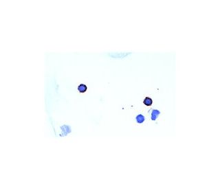 CD4 Antibody (GK1.5) - Immunohistochemistry - Image 4707 