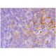 CD4 Antibody (OX38) - Immunohistochemistry - Image 352989 