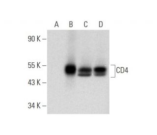 CD4 Antibody (C-1) - Western Blotting - Image 331174 