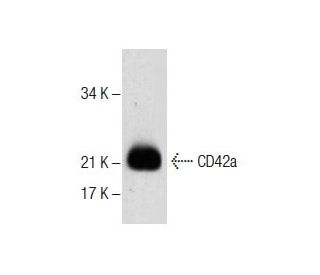 CD42a Antibody (D-6) - Western Blotting - Image 287635
