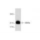 CD42a Antibody (D-6) - Western Blotting - Image 287635