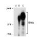 CD42b Antibody (MM2/174) - Western Blotting - Image 31134 