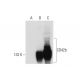 CD42b Antibody (MM2/174) - Western Blotting - Image 59909