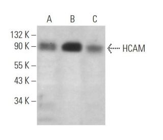 CD44 Antibody (IM7) - Western Blotting - Image 372935Each CRISPR/Cas9 Knockout (KO) Plasmid product consists of a pool of 3 plasmids designed to ensure identification and cleavage of a specific gene for maximum knockout efficiency. Each plasmid encodes a unique 20 nt sequence derived from the GeCKO (v2) library.
