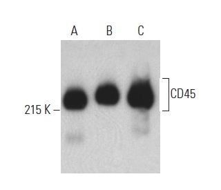 CD45 Antibody (158-4D3) - Western Blotting - Image 399154 