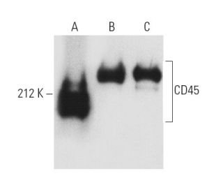 CD45 Antibody (2B11) - Western Blotting - Image 4850 