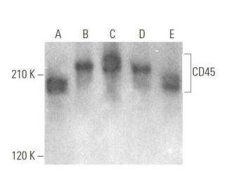 CD45 Antibody (2D-1) - Western Blotting - Image 352437 