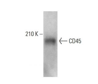 CD45 Antibody (30-F11) - Western Blotting - Image 376796 