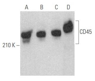CD45 Antibody (351C5) - Western Blotting - Image 354115 