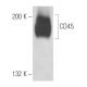 CD45 Antibody (3H1379) - Western Blotting - Image 17610