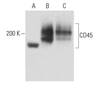 CD45 Antibody (6A230) - Western Blotting - Image 18073