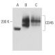 CD45 Antibody (6A230) - Western Blotting - Image 18073