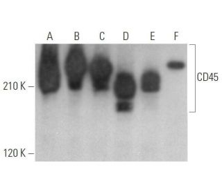 CD45 Antibody (B-8) - Western Blotting - Image 352832 