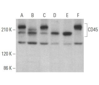 CD45 Antibody (F10-89-4) - Western Blotting - Image 375107 