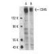 CD45 Antibody (I3/2.3) - Western Blotting - Image 17674