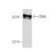 CD45 Antibody (MB4B4) - Western Blotting - Image 4849